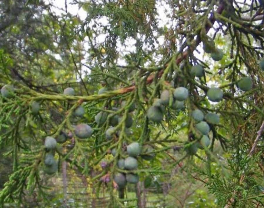 Juniperus procera fruit
