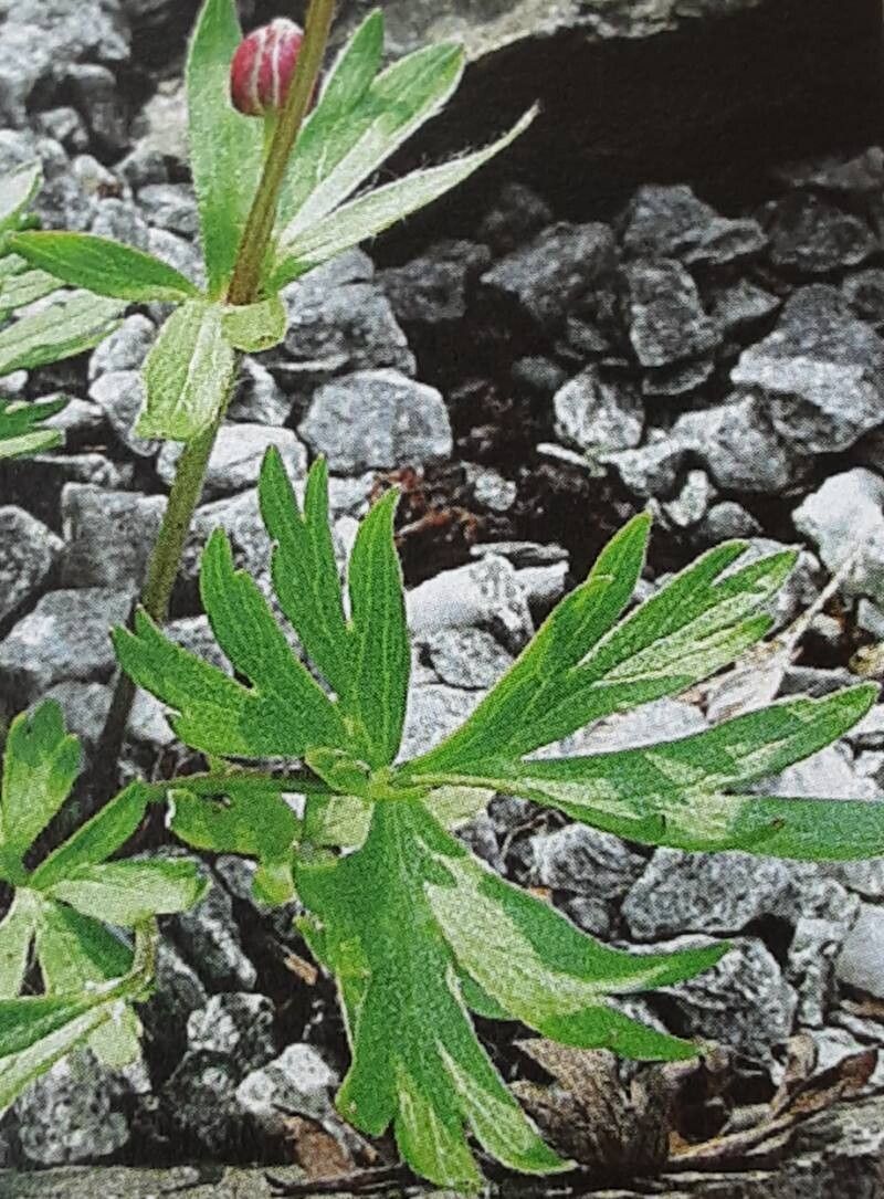 Anemonastrum demissum — related species from the same genus