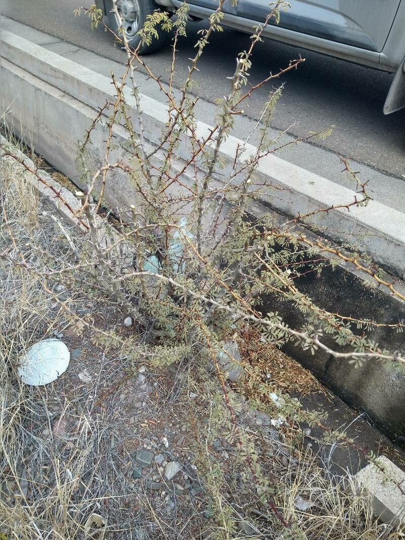 Senegalia gilliesii leaf