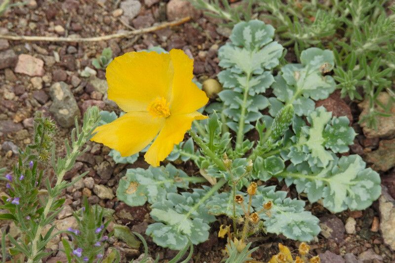 Glaucium squamigerum — houseplant care guide