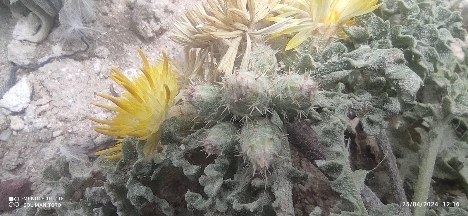 Centaurea glomerata other