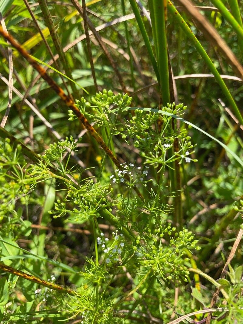 Ptilimnium nuttallii flower