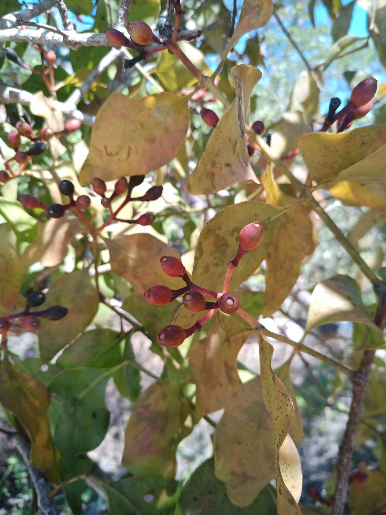 Psittacanthus eucalyptifolius fruit