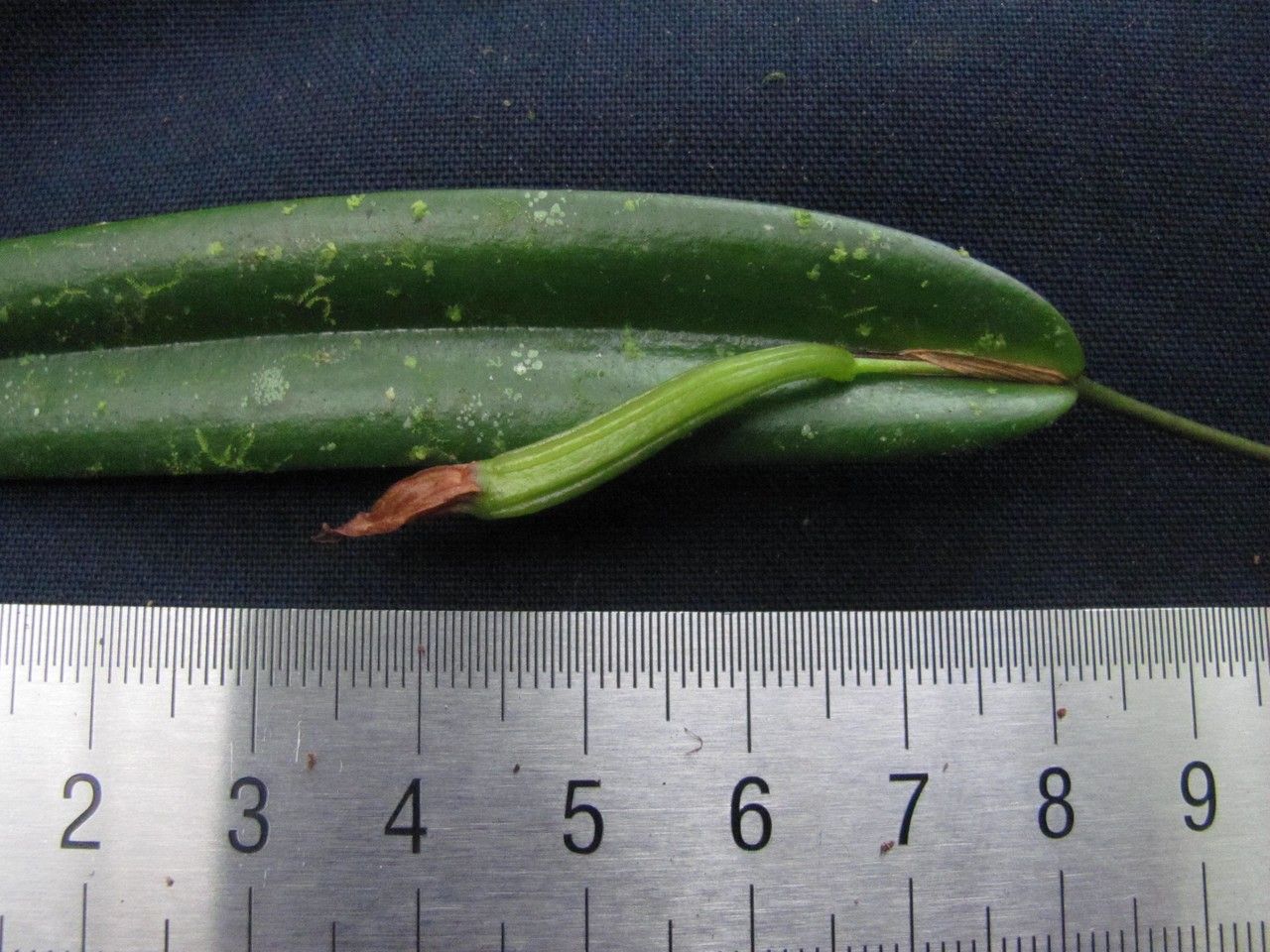 Pleurothallis tonduzii other