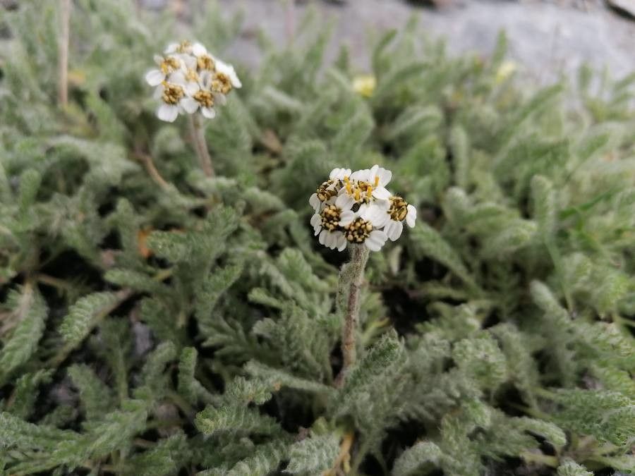 Achillea nana flower