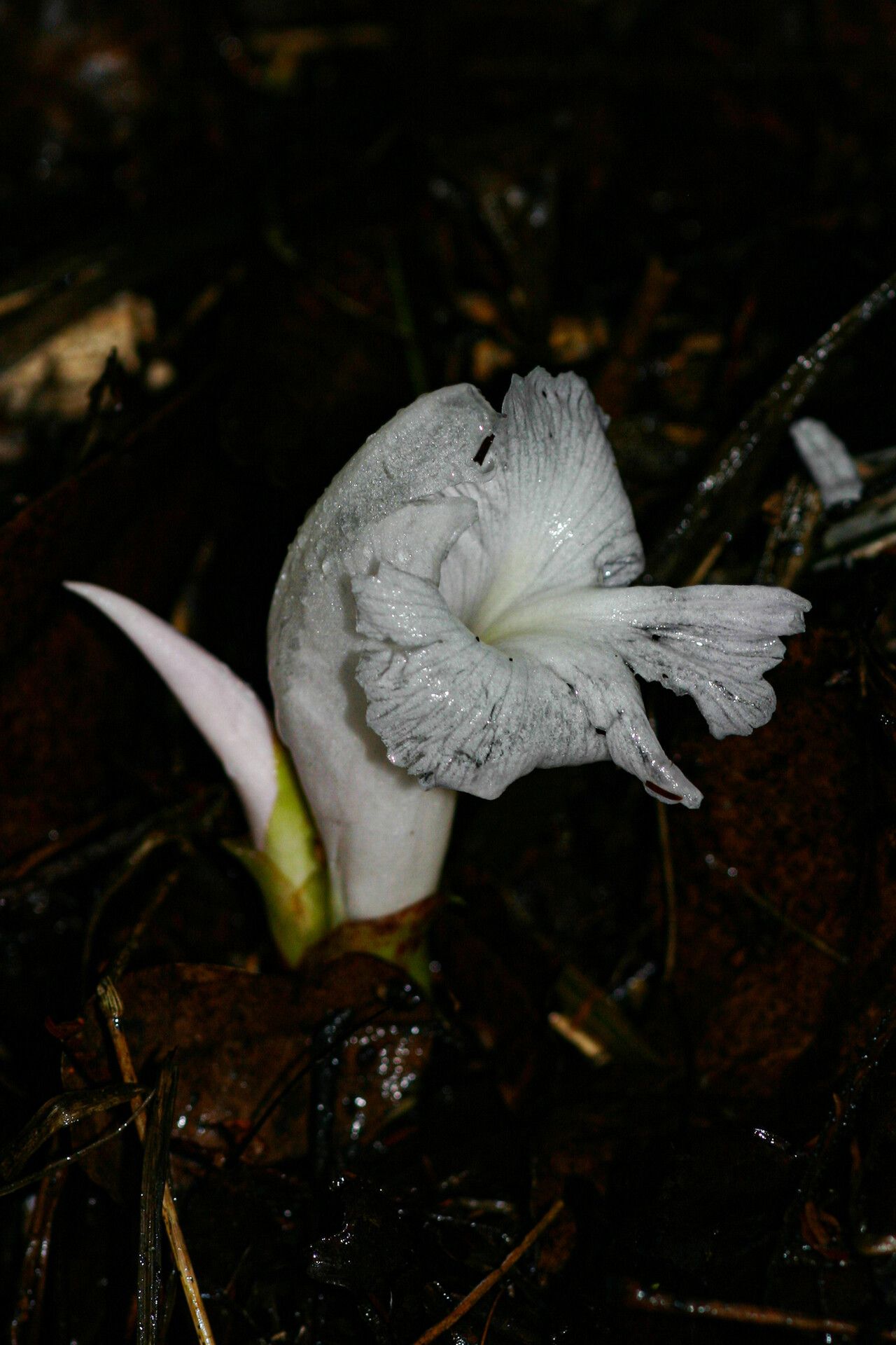 Aframomum albiflorum — related species from the same genus