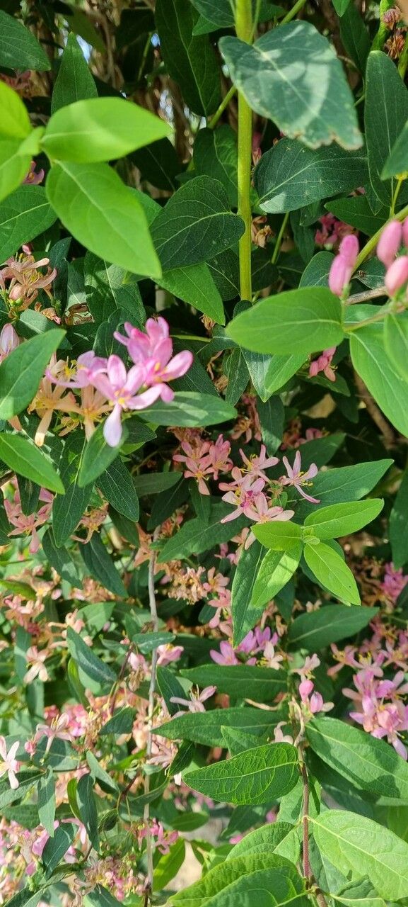 Lonicera bella flower