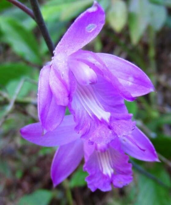 Bletia patula — search result for 'Cuba'