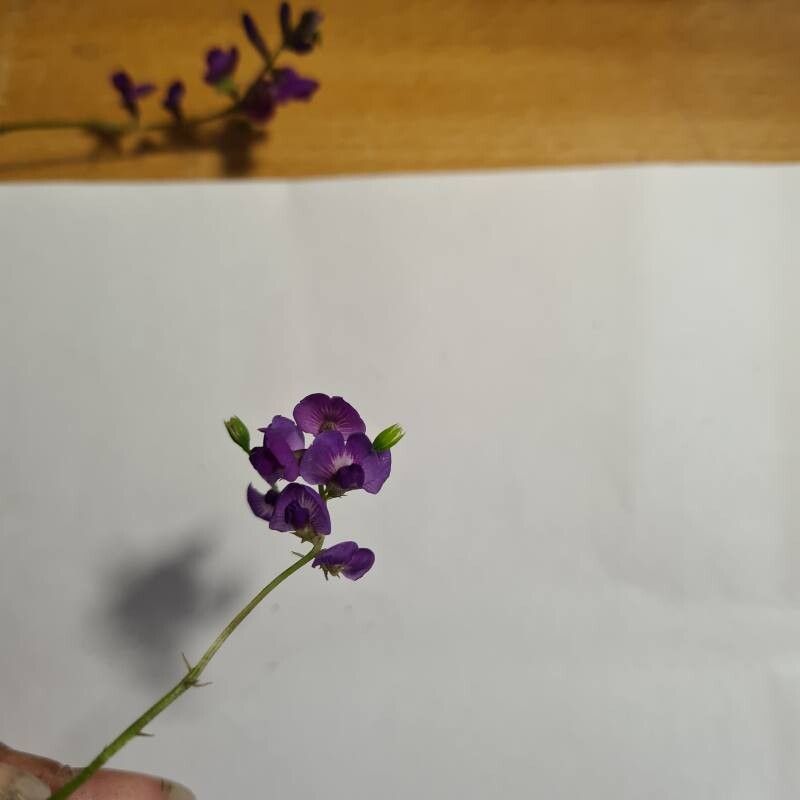 Glycine tabacina flower