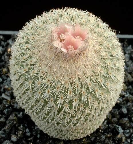 Epithelantha pachyrhiza habit