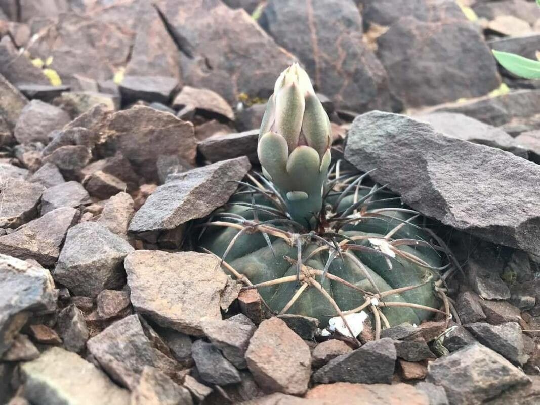 Gymnocalycium spegazzinii flower