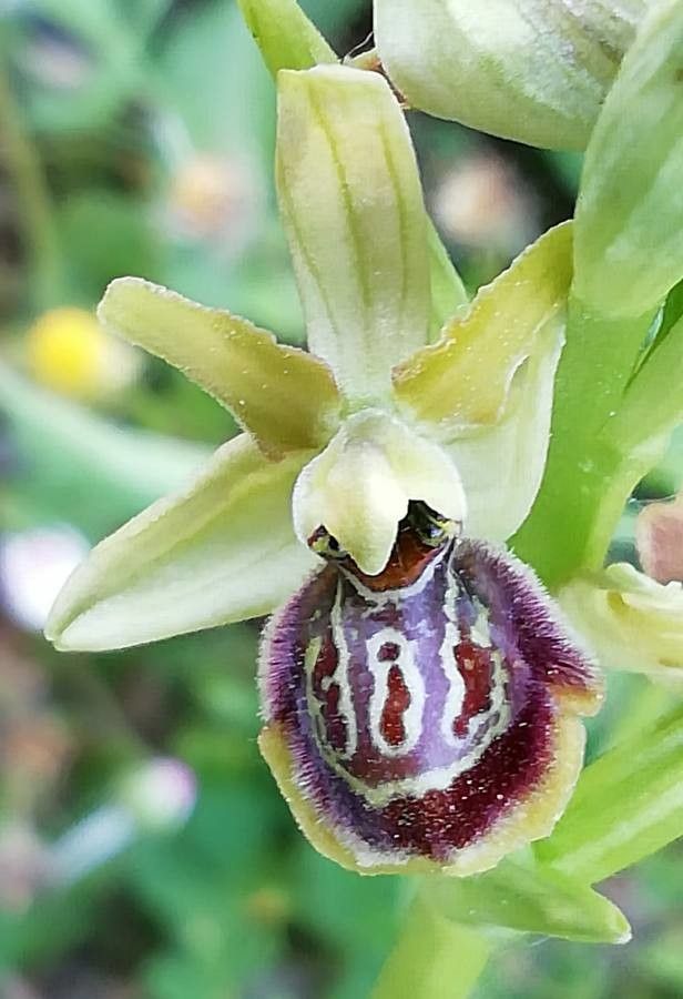 Ophrys riojana — houseplant care guide
