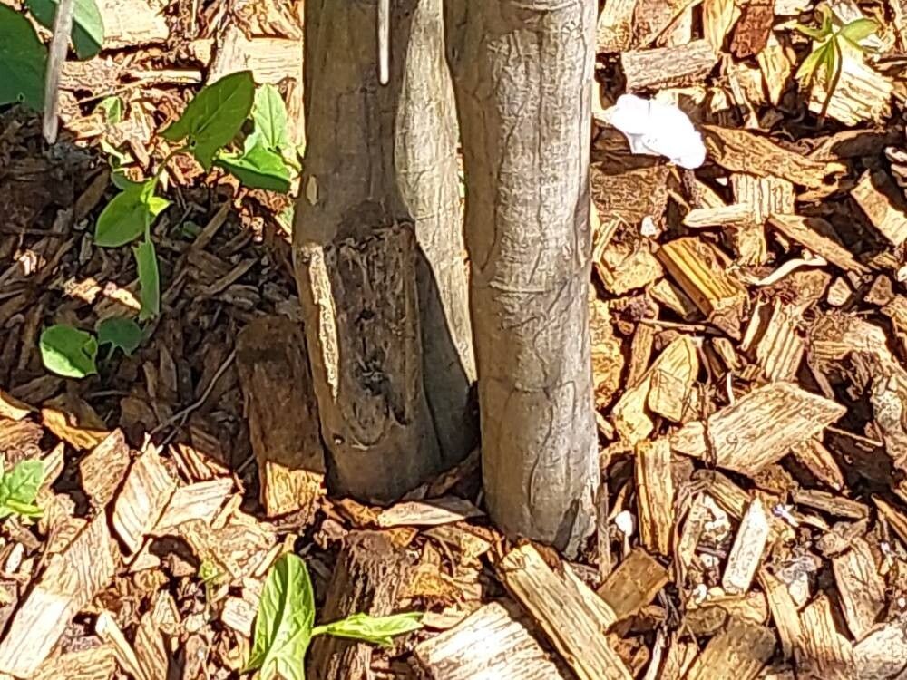 Carmichaelia stevensonii bark