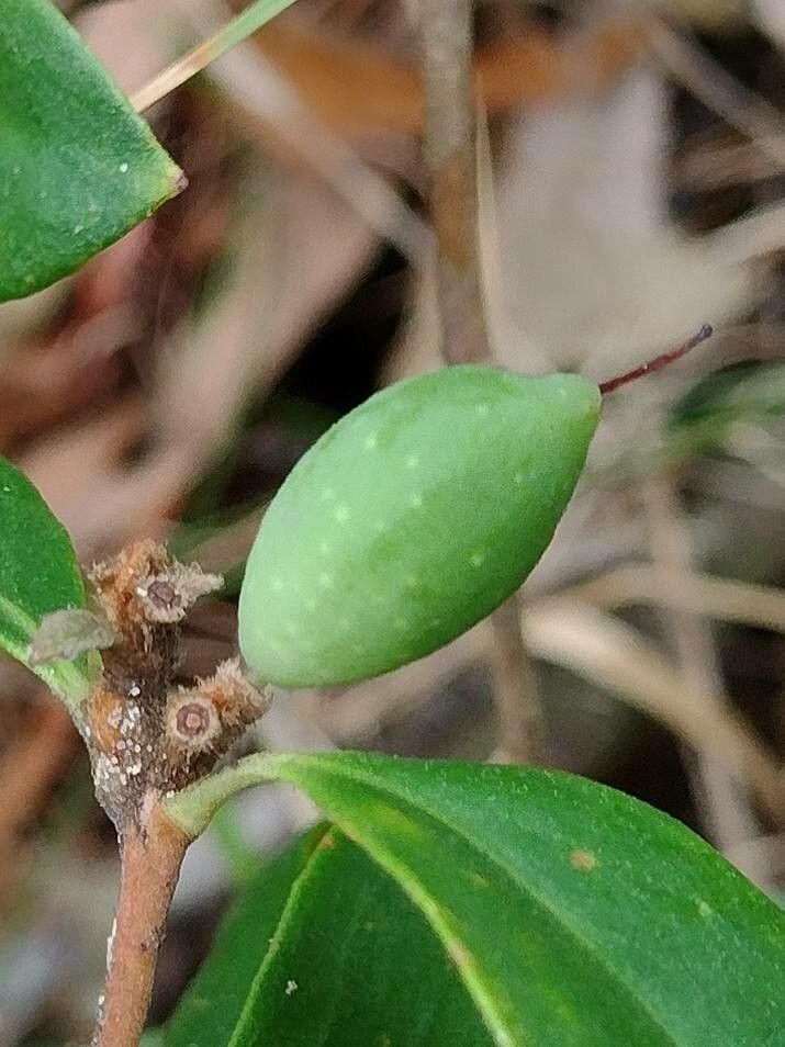 Persoonia laurina fruit