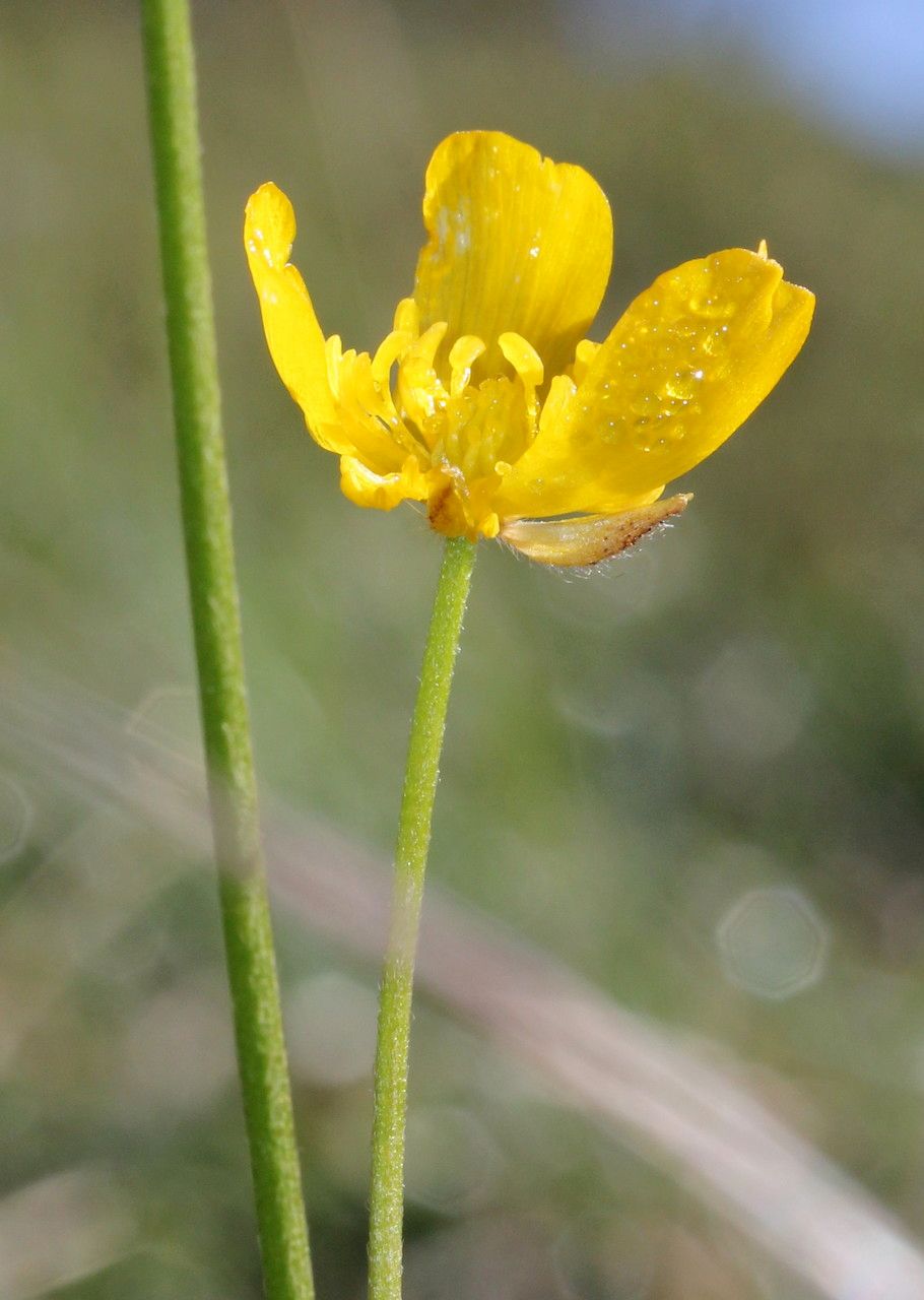 Ranunculus serpens flower