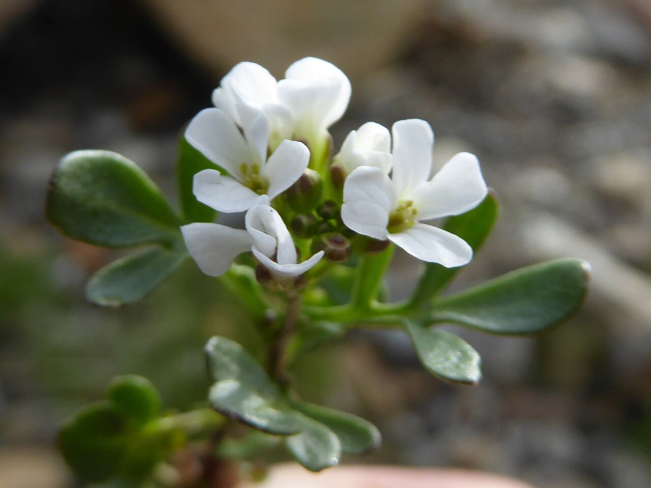 Cardamine resedifolia flower