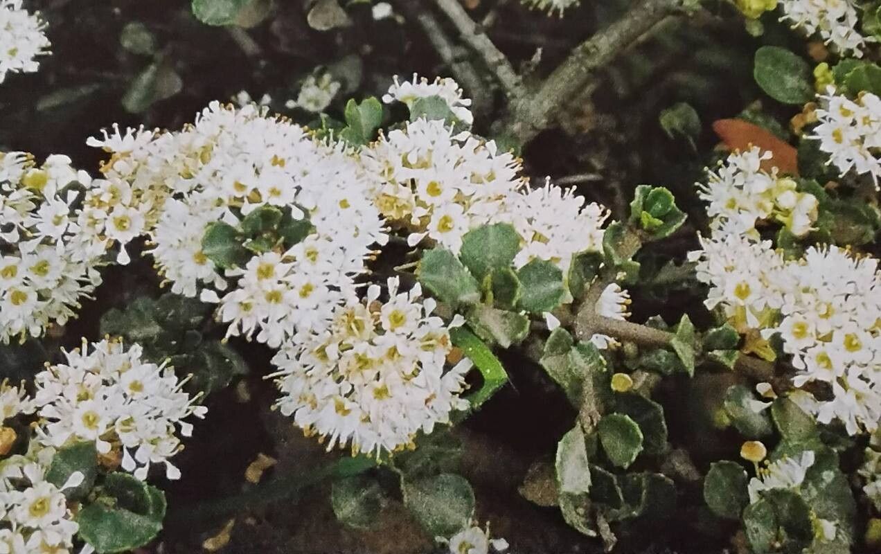 Ceanothus incanus — search result for 'Ceanothus'