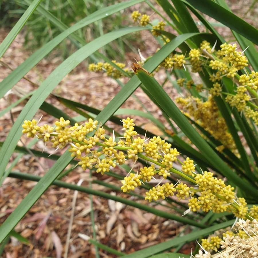 Lomandra longifolia fruit
