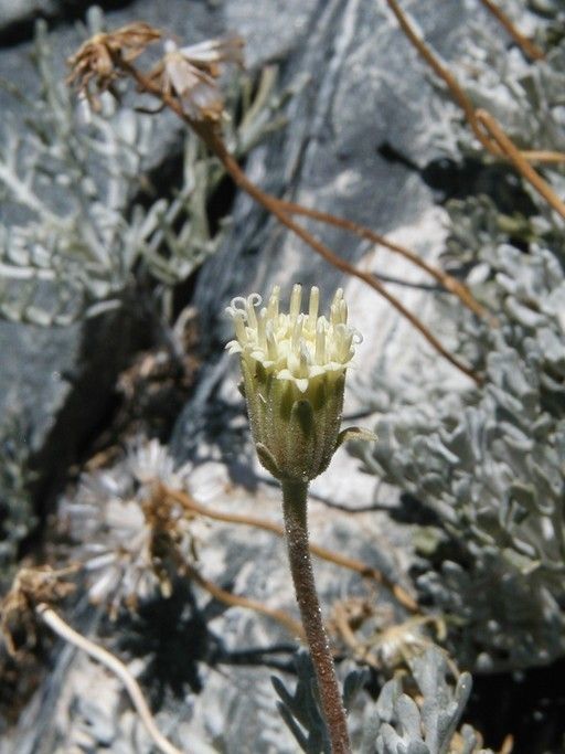 Chaenactis suffrutescens flower