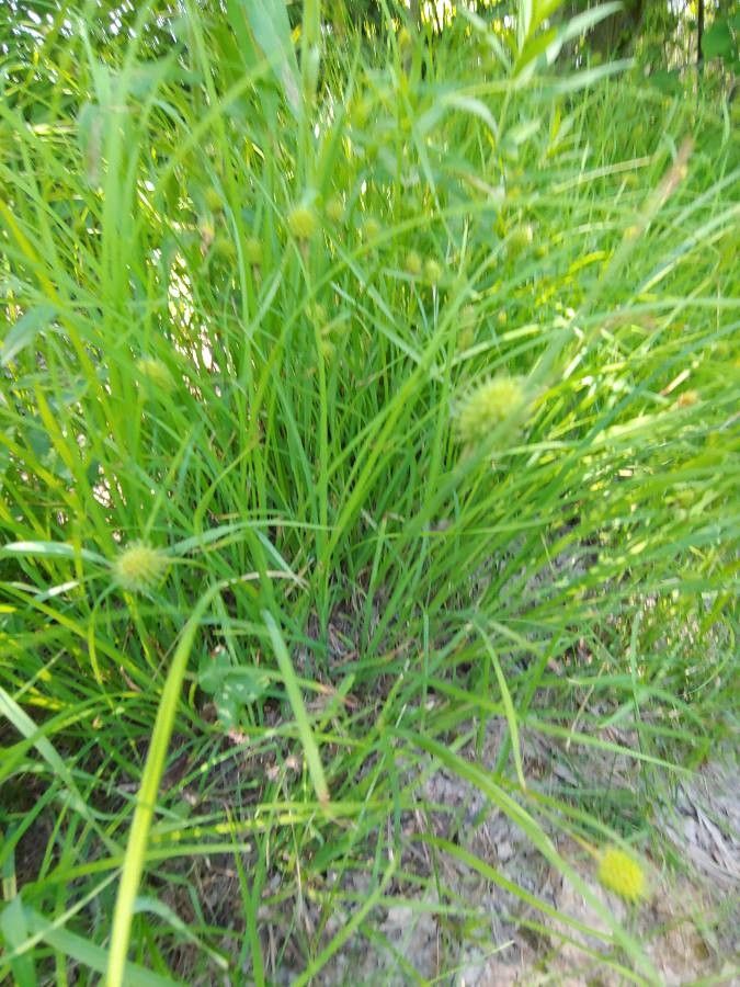 Carex squarrosa leaf