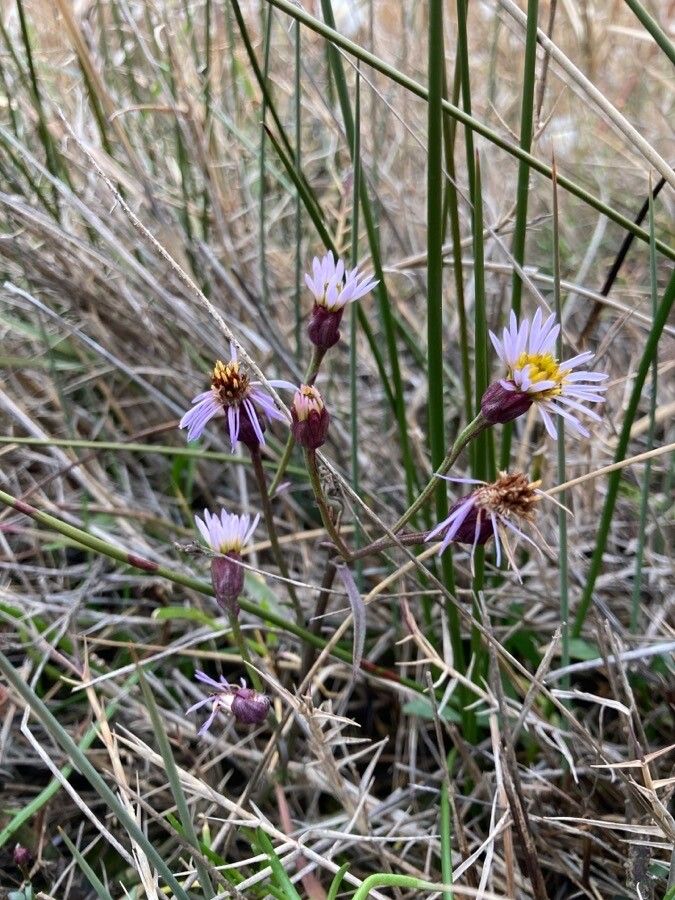 Tripolium pannonicum flower