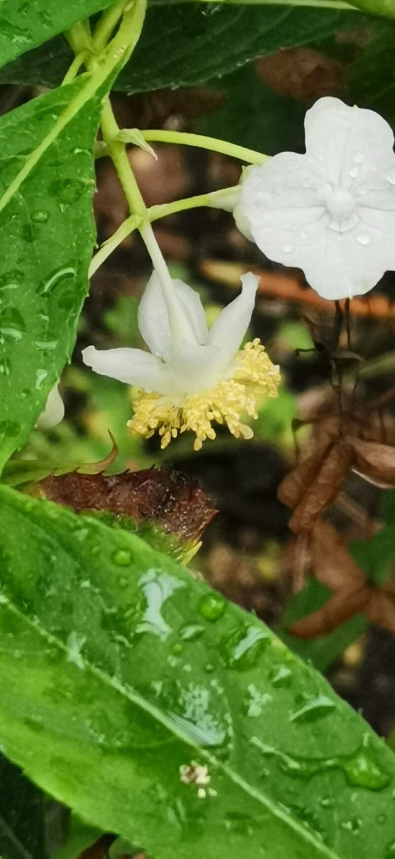 Hydrangea platyarguta flower