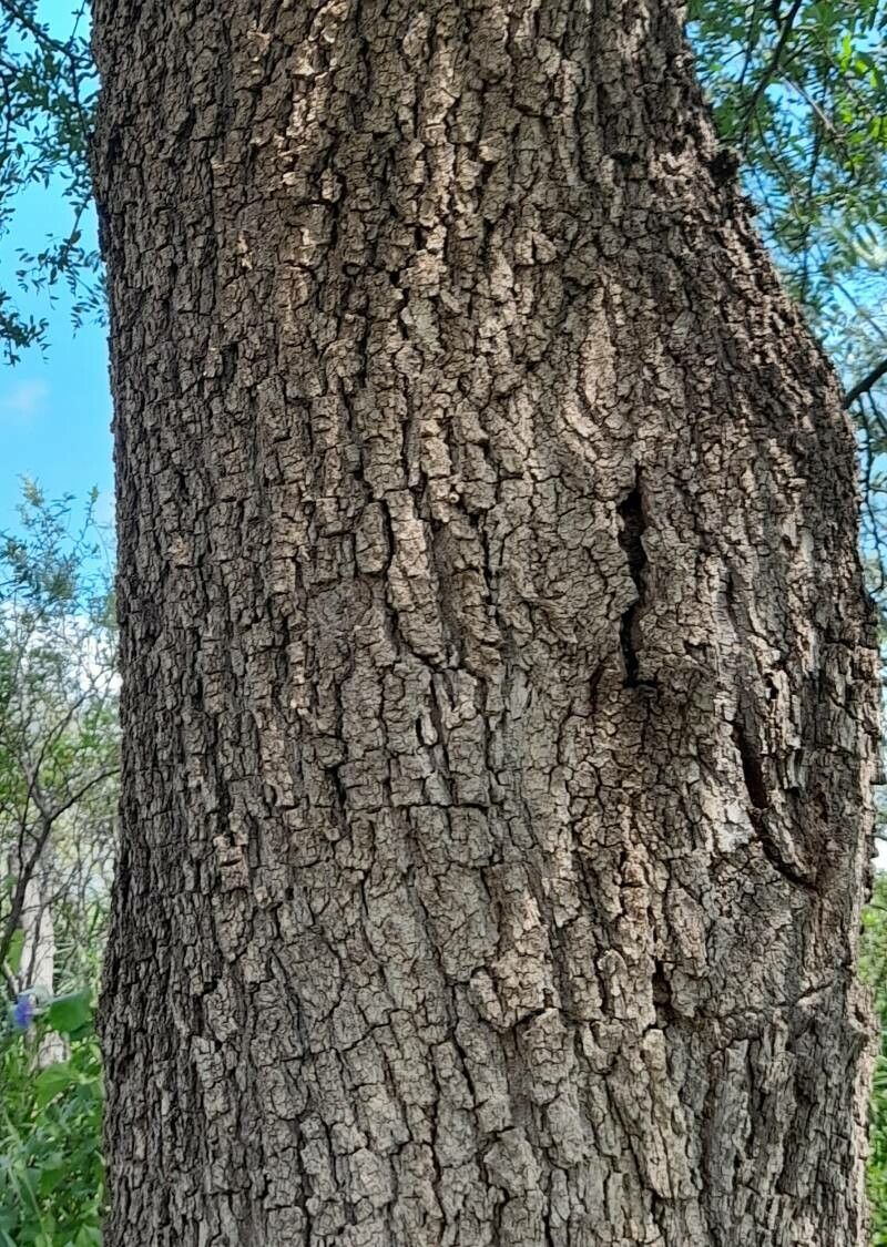 Schinopsis lorentzii bark