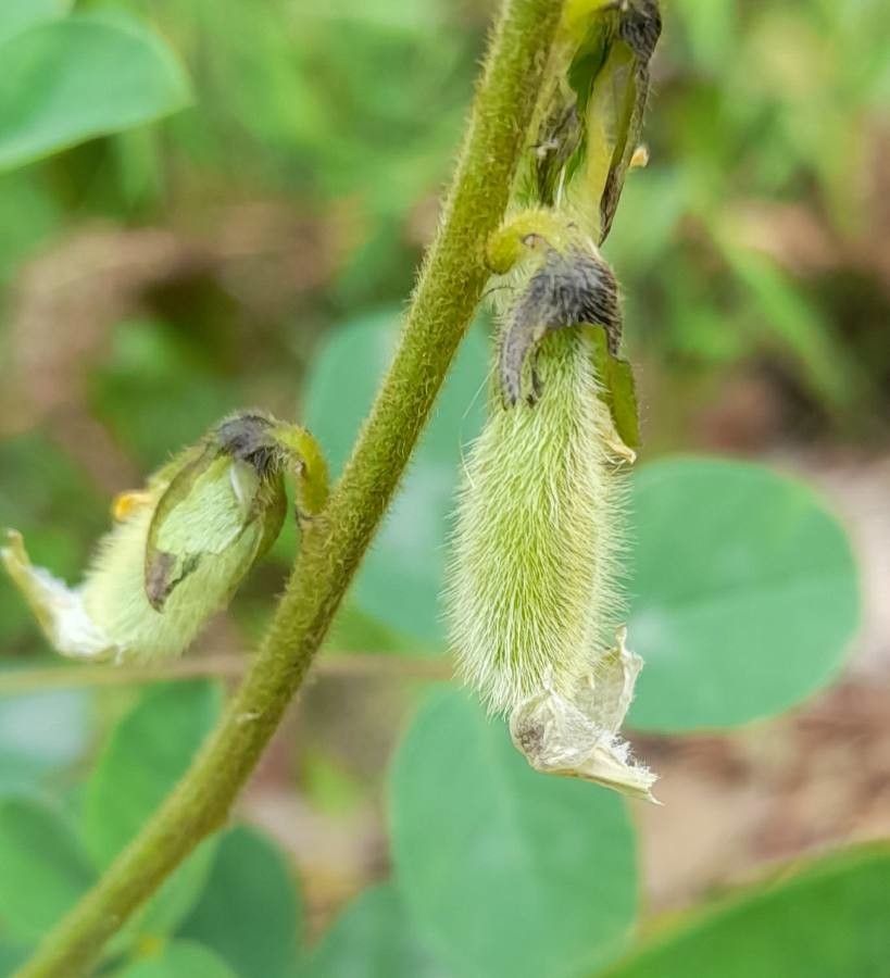 Crotalaria incana fruit