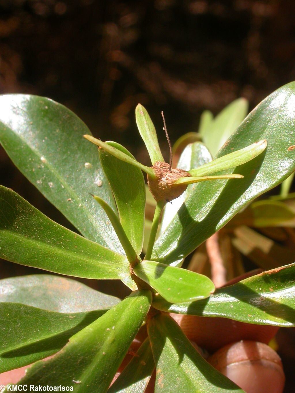 Foetidia asymetrica — related species from the same genus