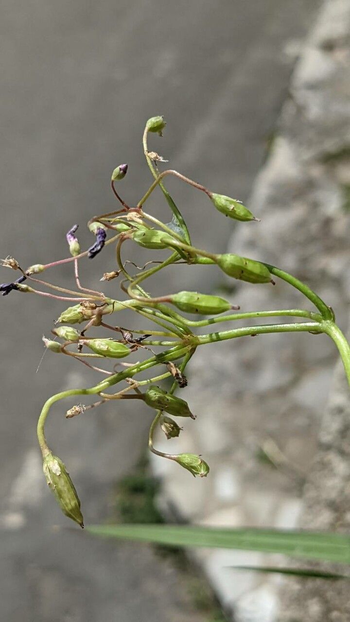 Oxalis articulata fruit