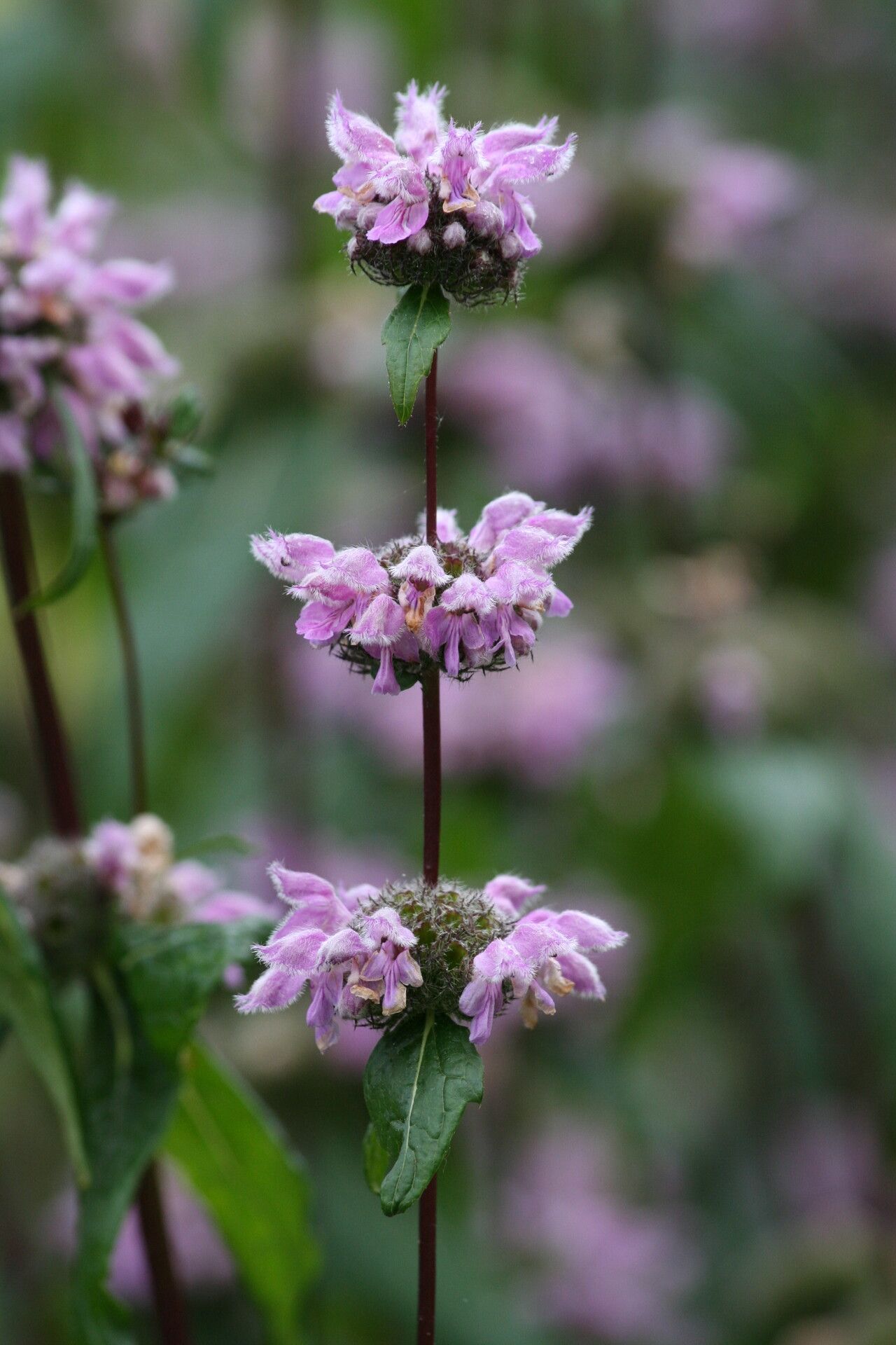 Phlomoides tuberosa flower