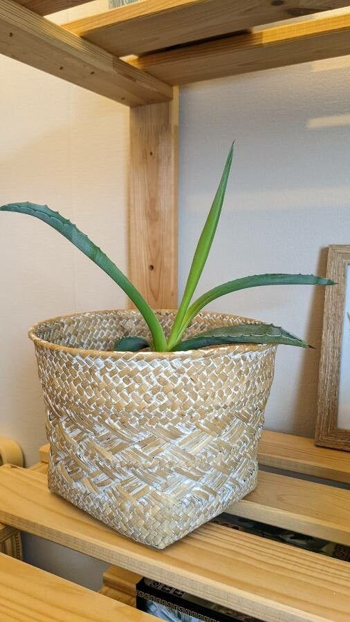 Agave tequilana leaf