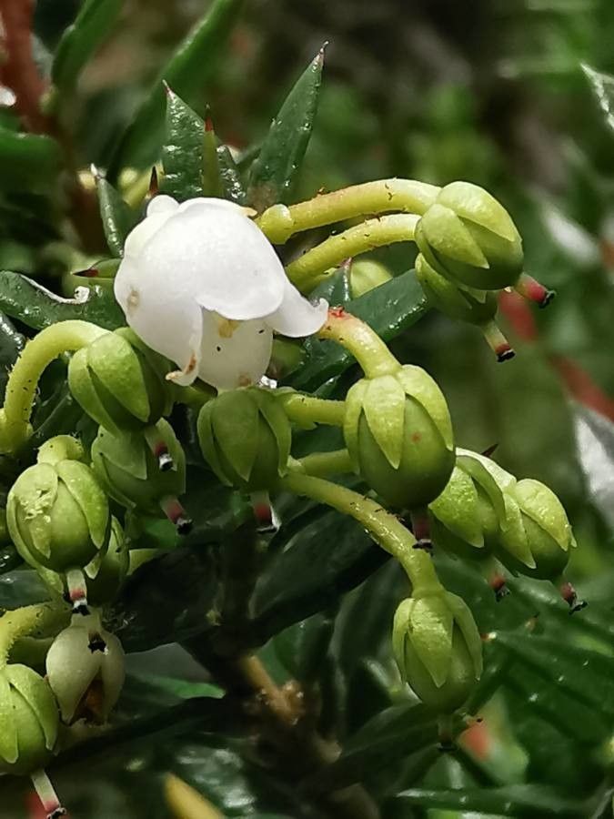 Gaultheria mucronata flower
