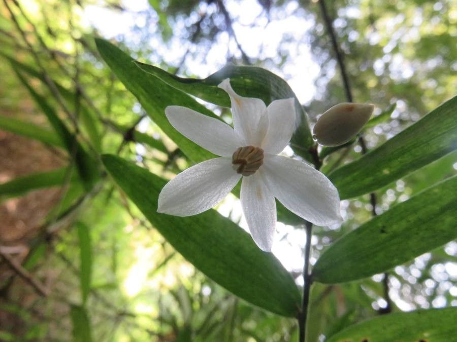 Luzuriaga radicans — search result for 'Alstroemeriaceae'