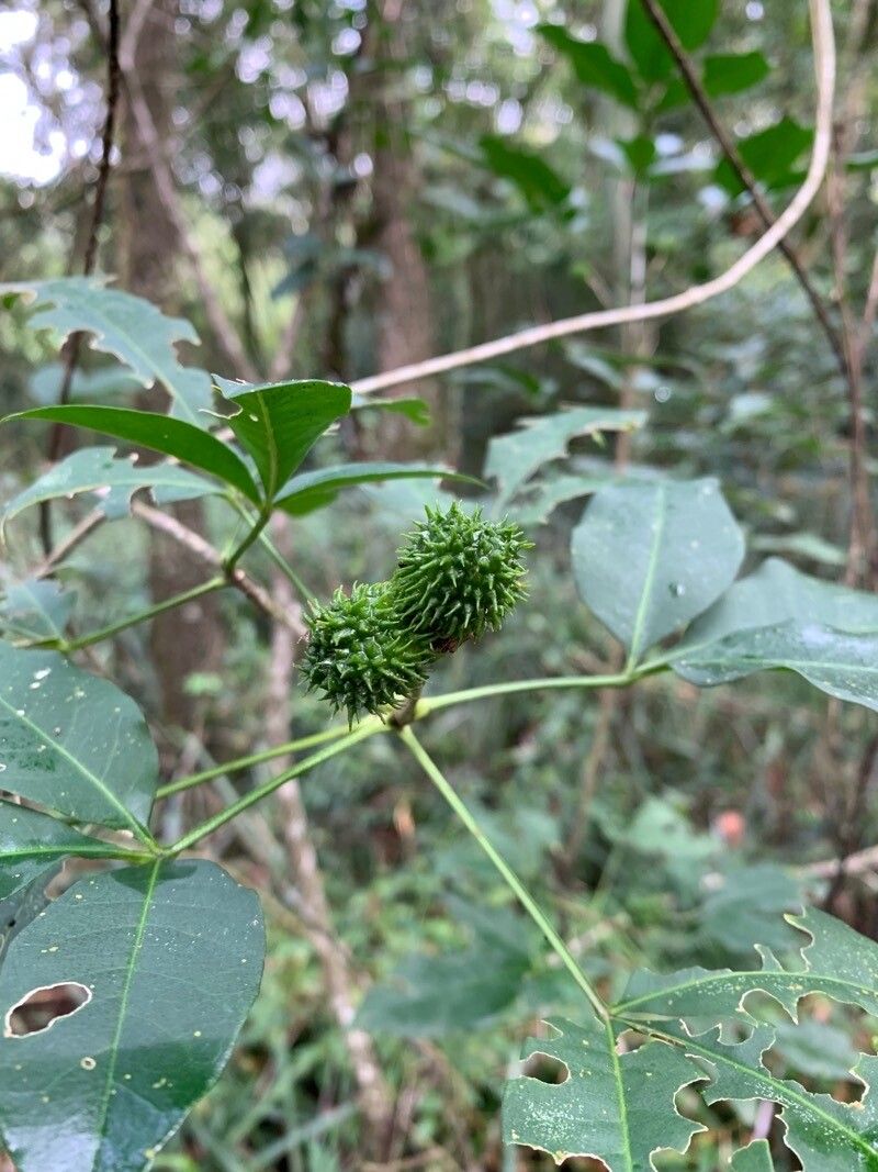 Esenbeckia febrifuga fruit