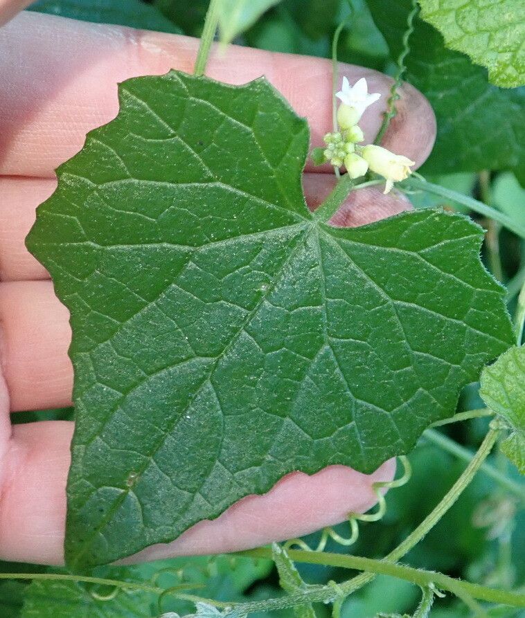 Zehneria scabra — houseplant care guide