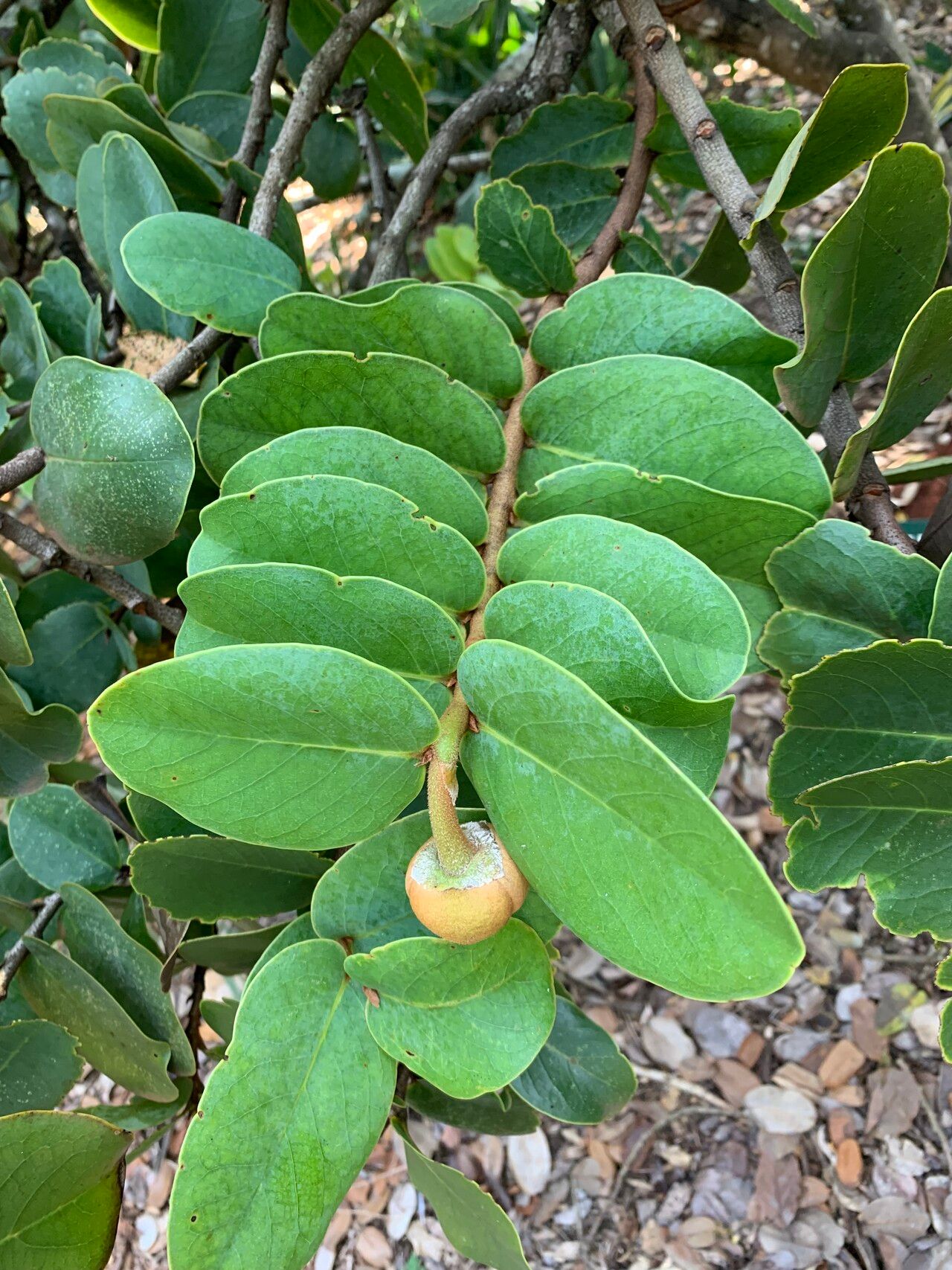 Annona coriacea — related species from the same genus