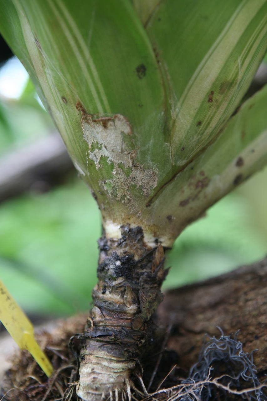 Nidularium innocentii bark