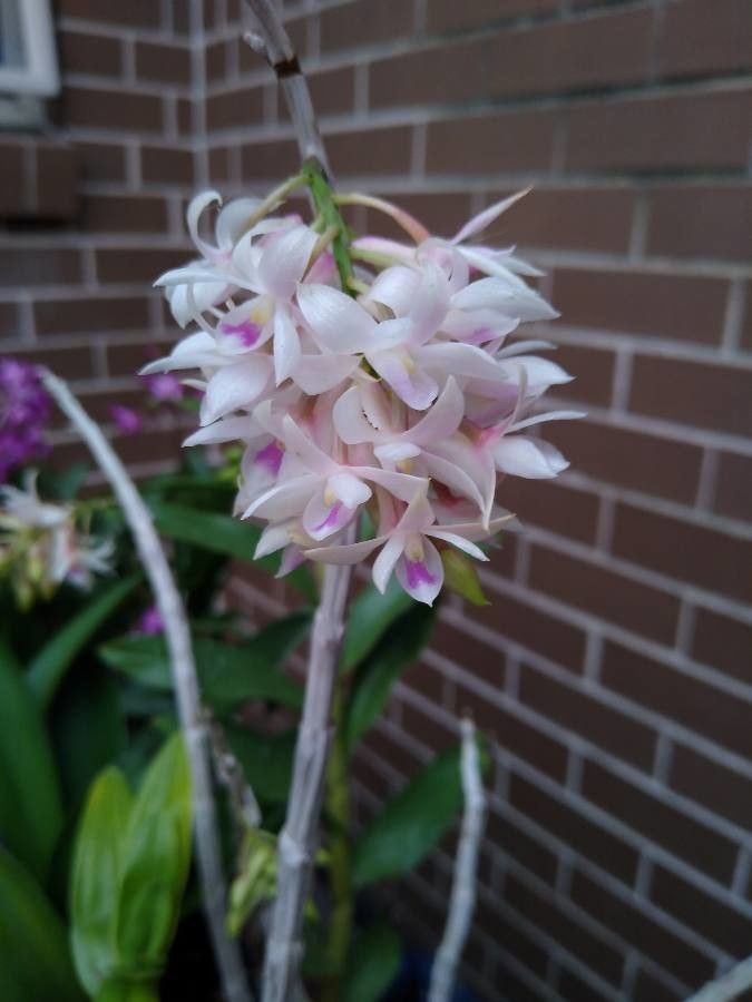 Dendrobium amethystoglossum — houseplant care guide