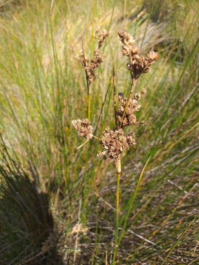 Juncus rigidus flower