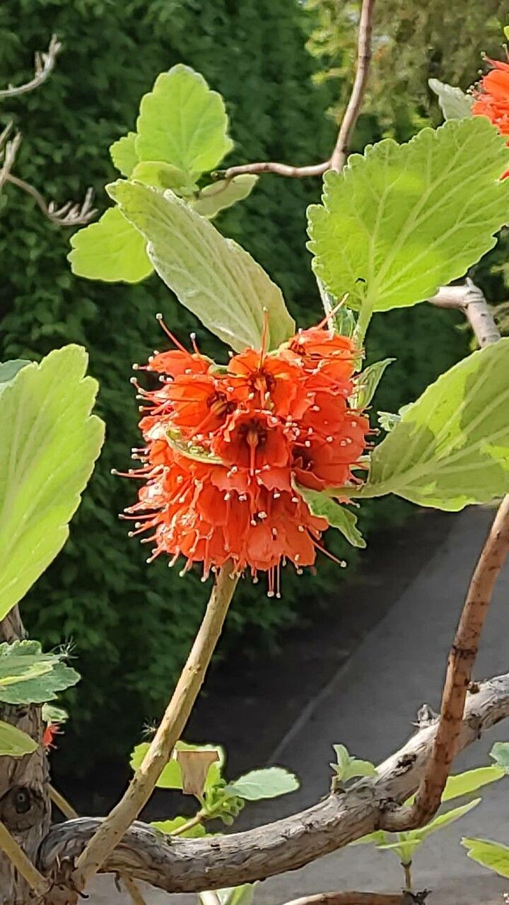 Greyia flanaganii flower