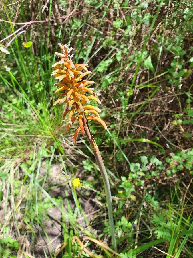Kniphofia thomsonii — houseplant care guide
