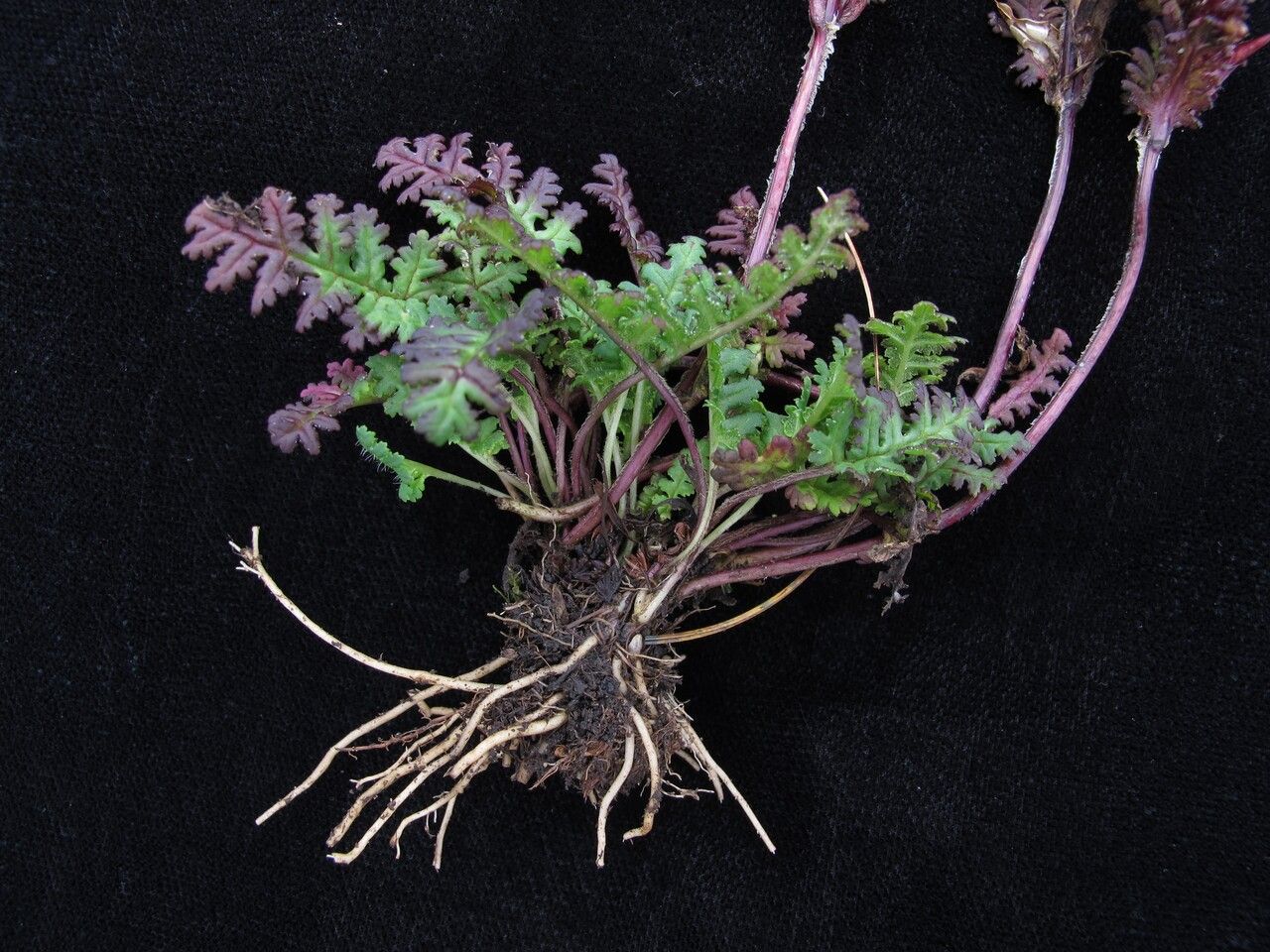 Pedicularis porrecta habit