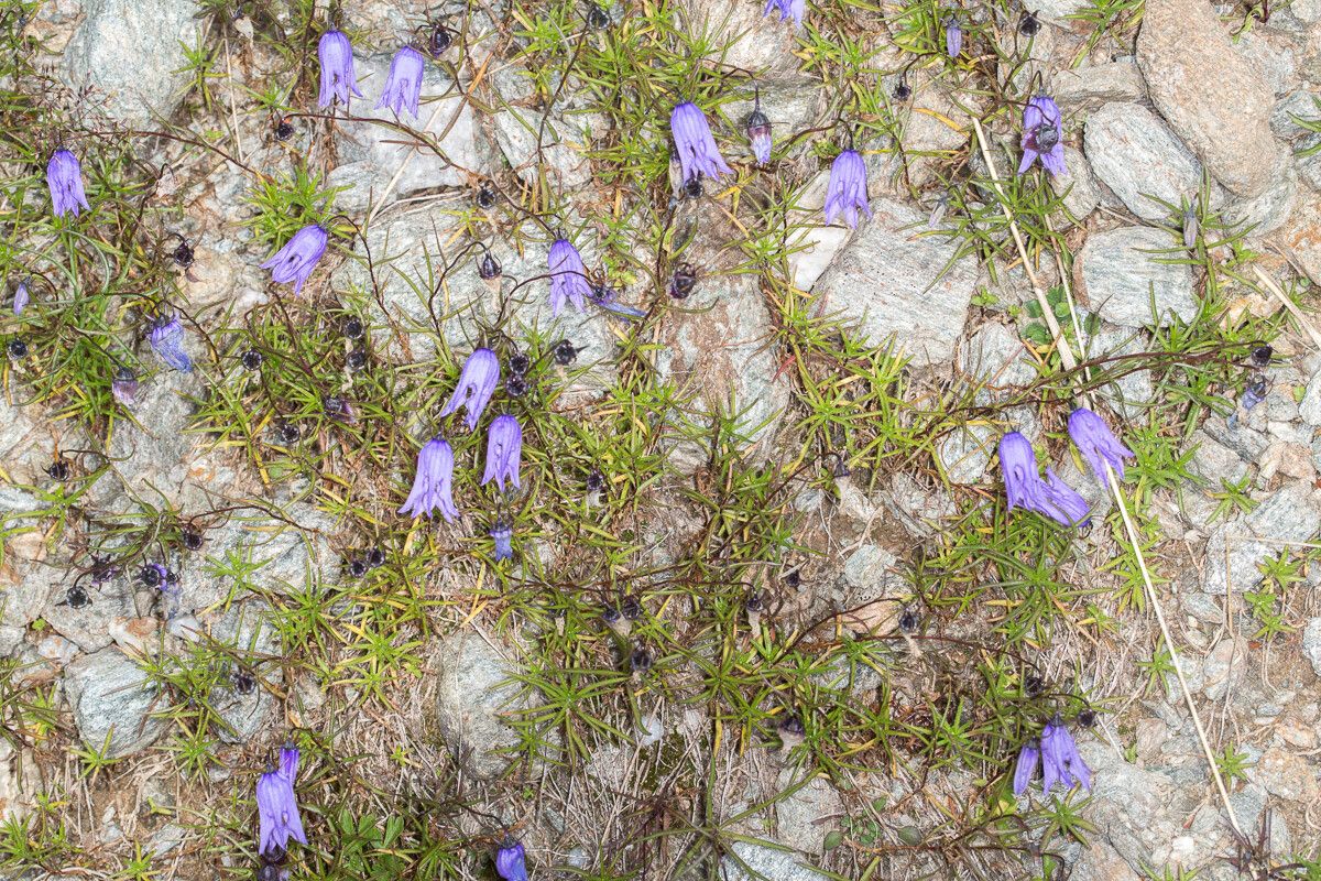 Campanula excisa habit