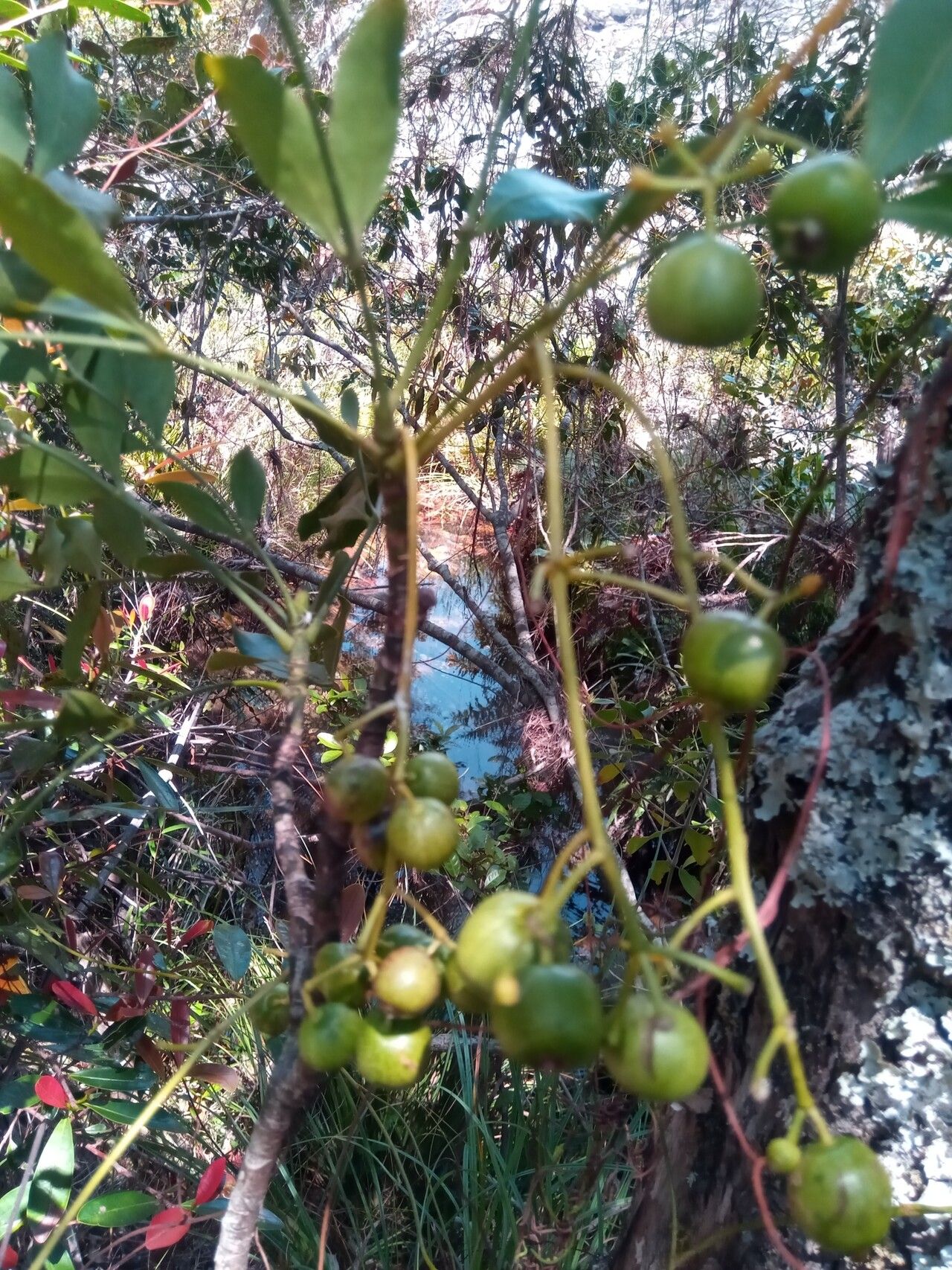 Polyscias ornifolia fruit