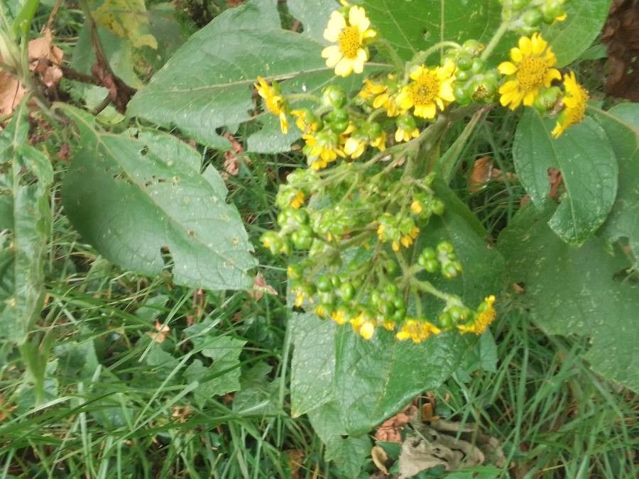 Smallanthus pyramidalis — related species from the same genus