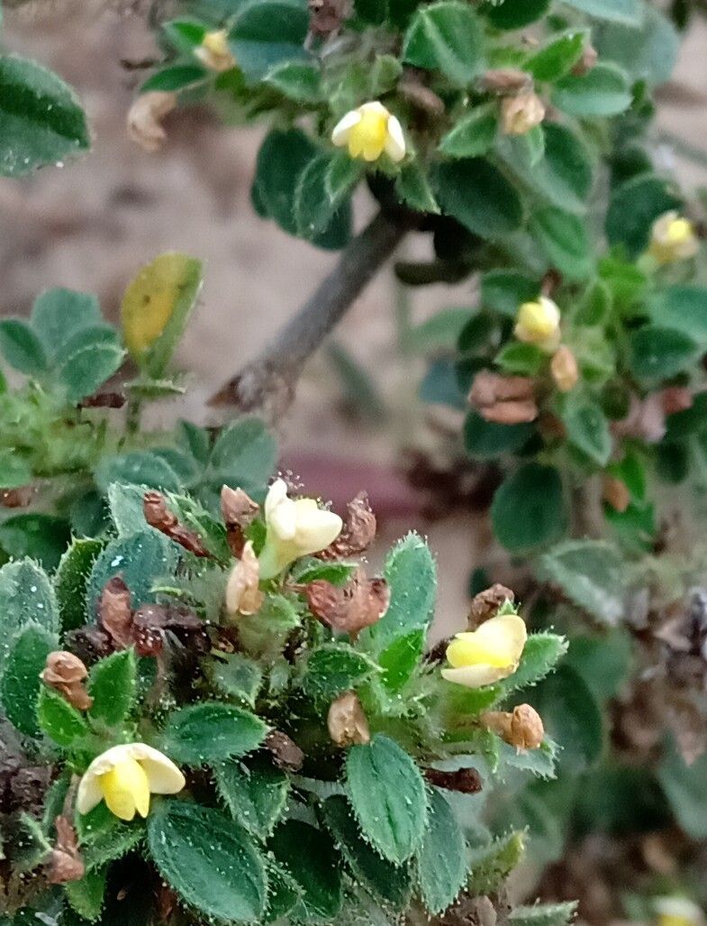 Stylosanthes viscosa flower
