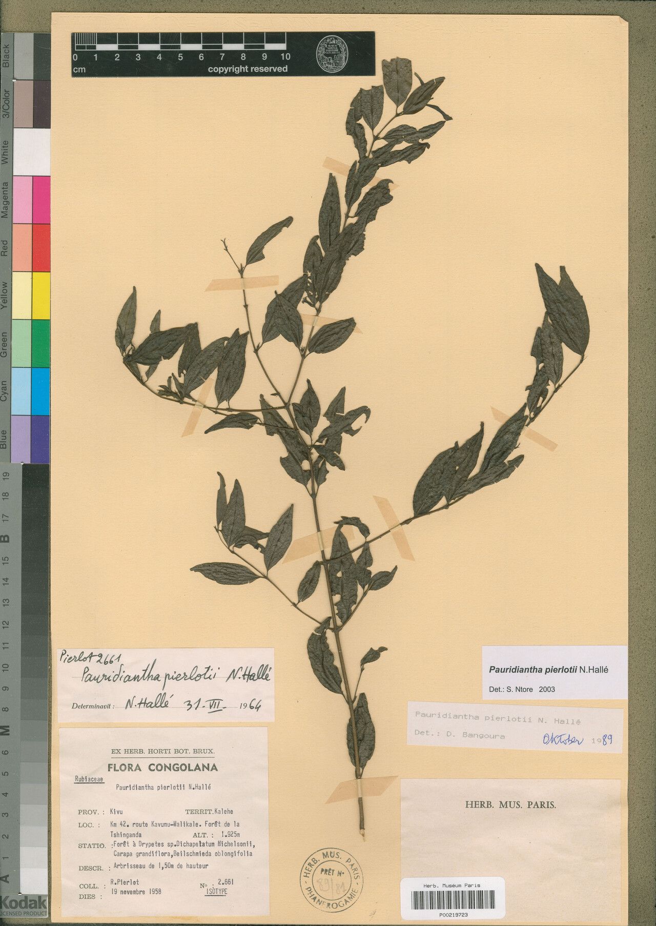 Pauridiantha pierlotii — houseplant care guide