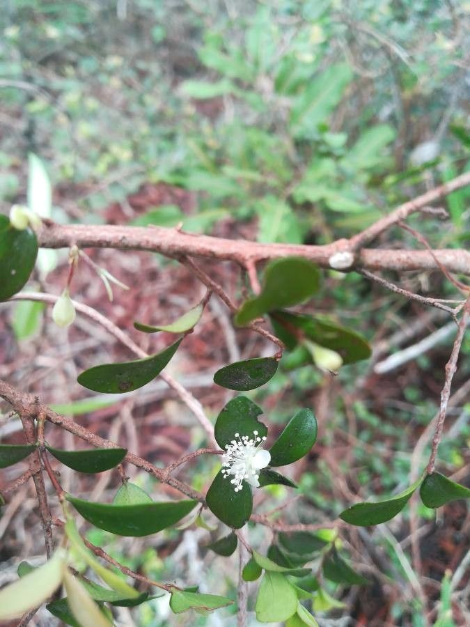 Eugenia horizontalis — houseplant care guide