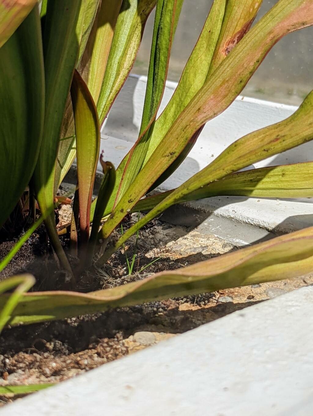 Sarracenia minor bark